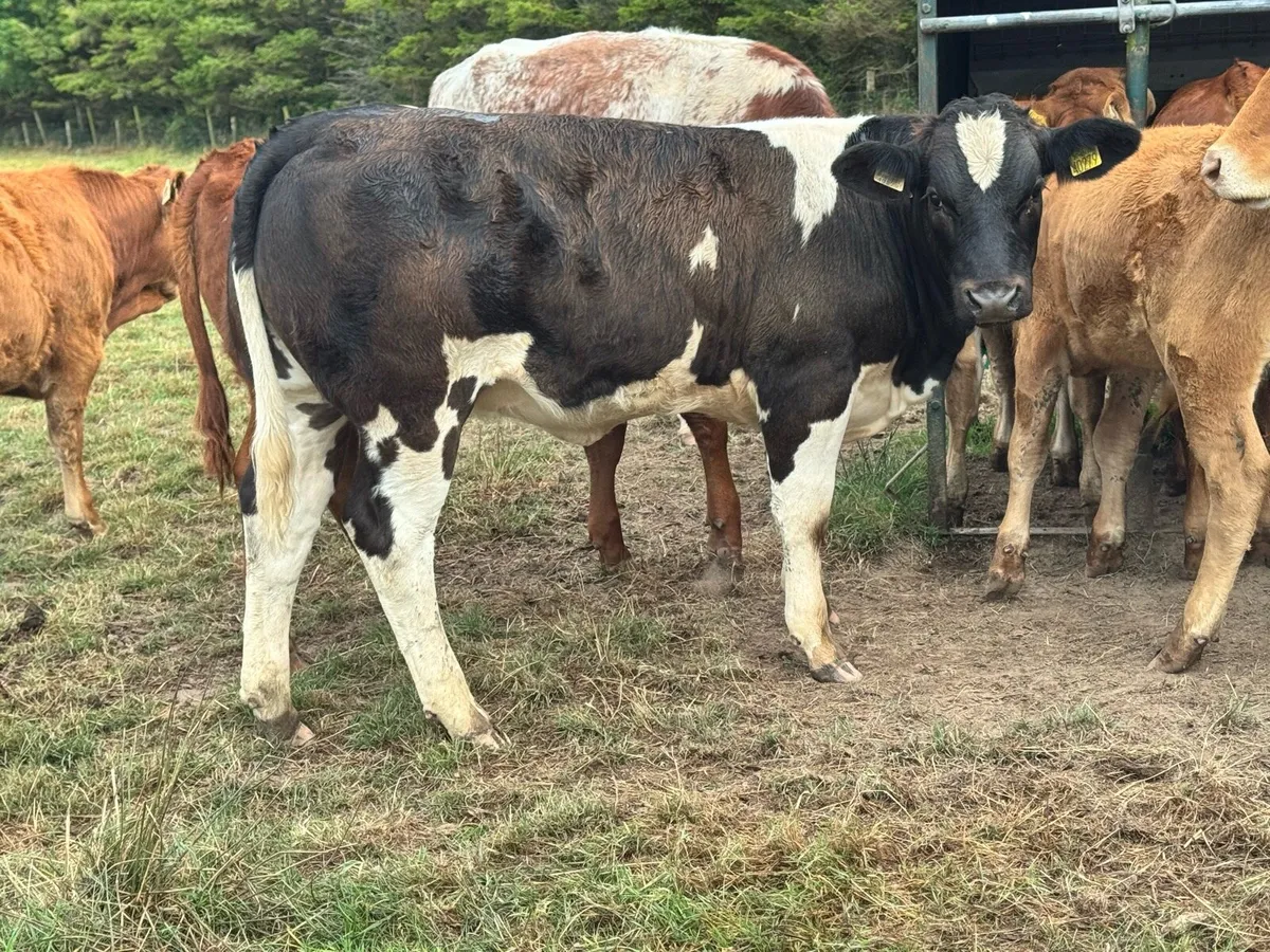 Roan & Coloured heifer weanlings ***** - Image 4