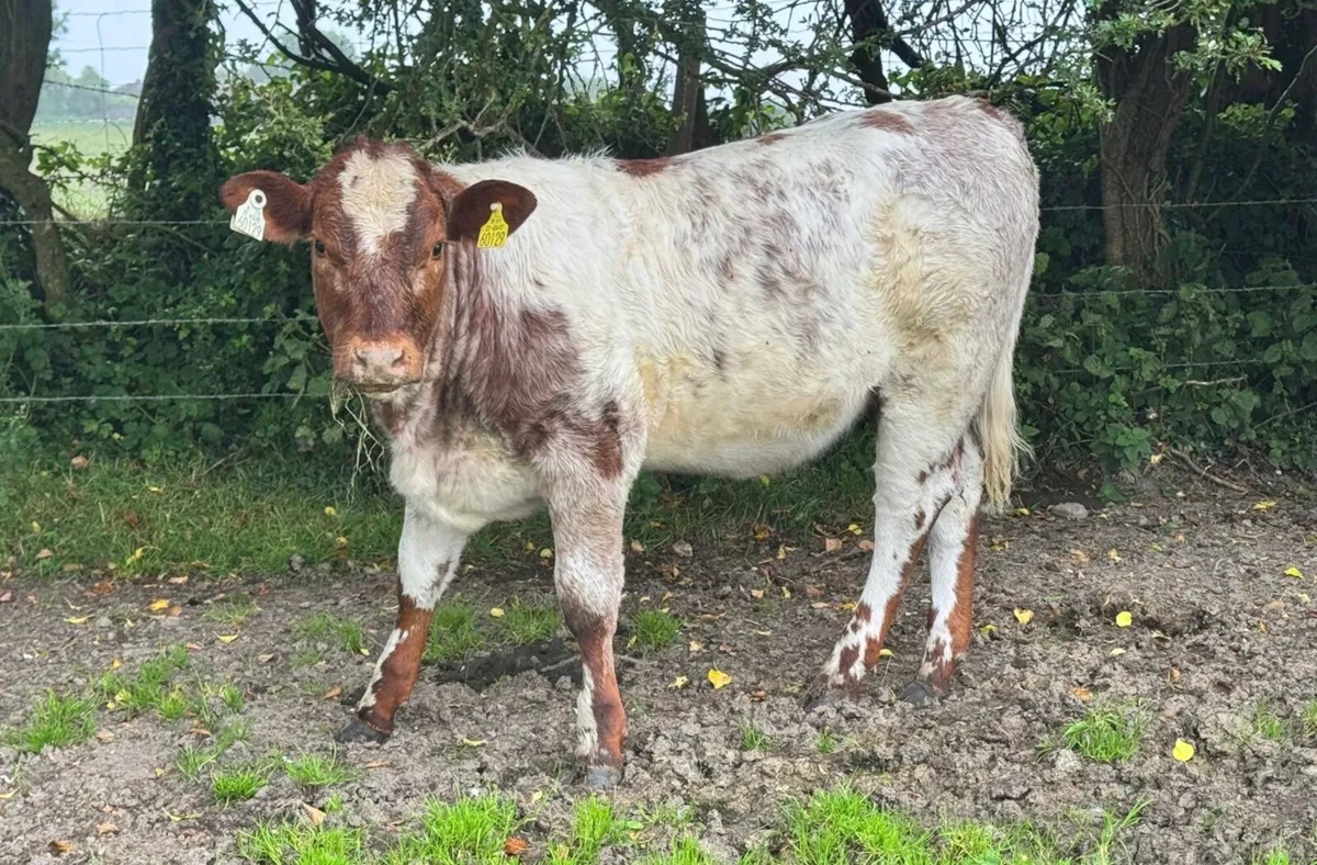 Roan & Coloured heifer weanlings ***** - Image 2
