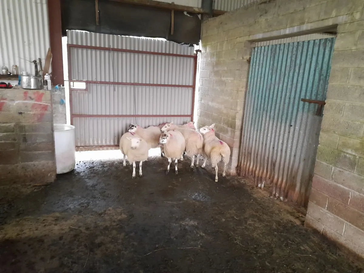 Sheep - Image 4
