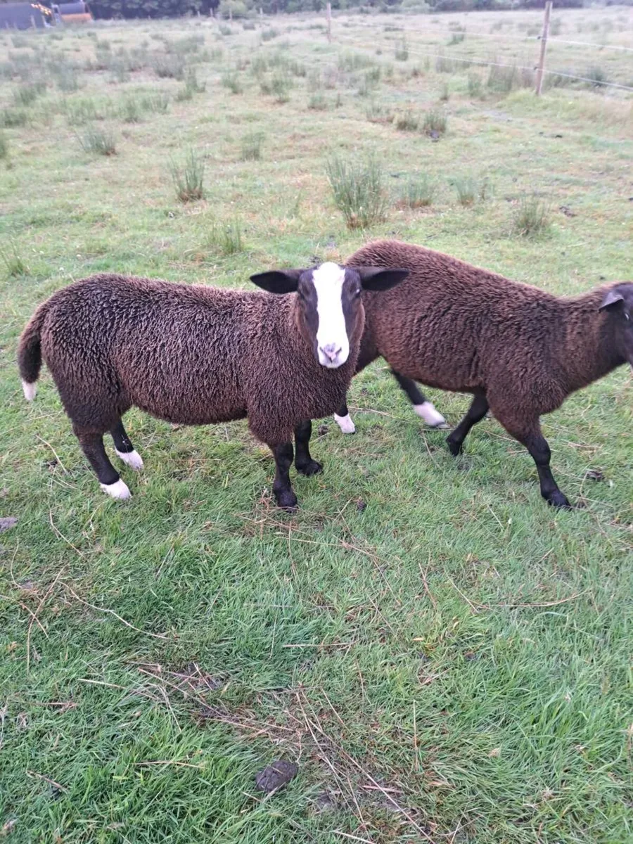 Zwartble Ram Lambs - Image 1