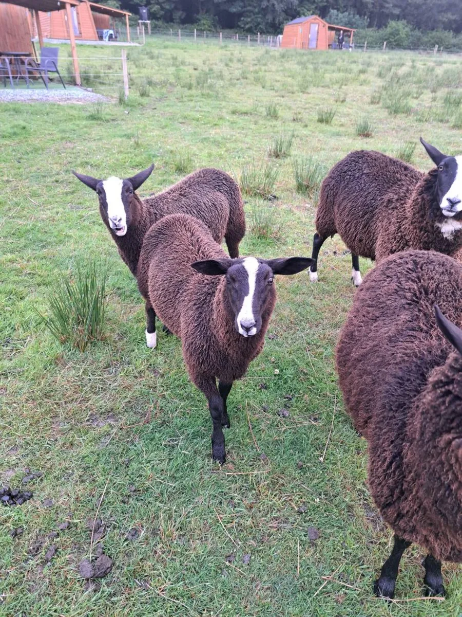 Zwartble Ram Lambs - Image 2