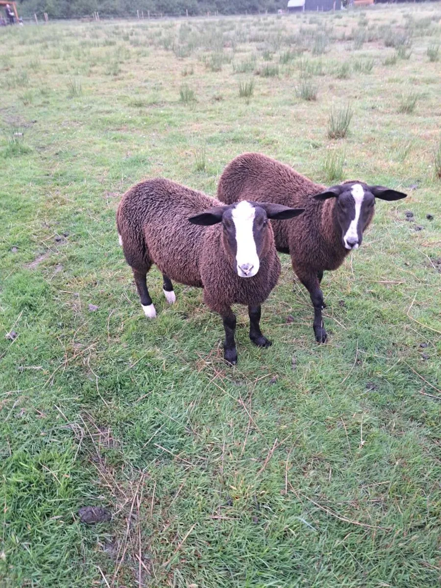 Zwartble Ram Lambs - Image 3