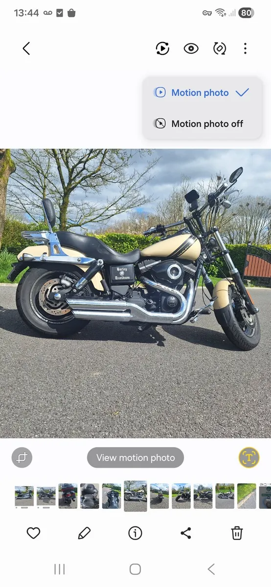 Harley - Image 2