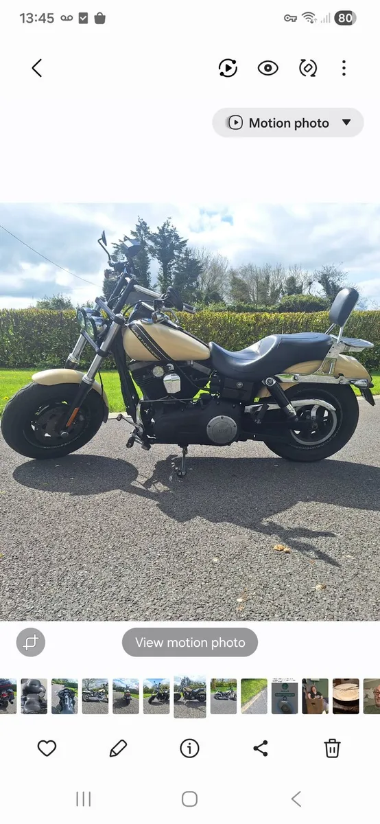 Harley - Image 1