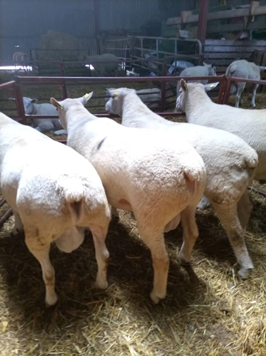 Chartex Hogget Rams - Image 2
