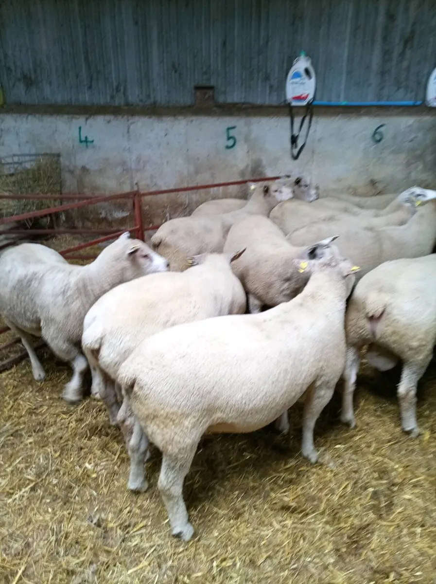 Chartex Hogget Rams - Image 3
