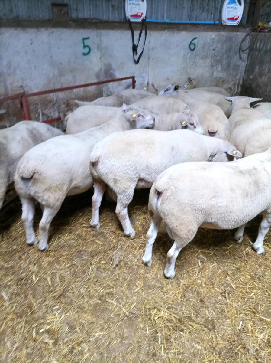Chartex Hogget Rams - Image 4
