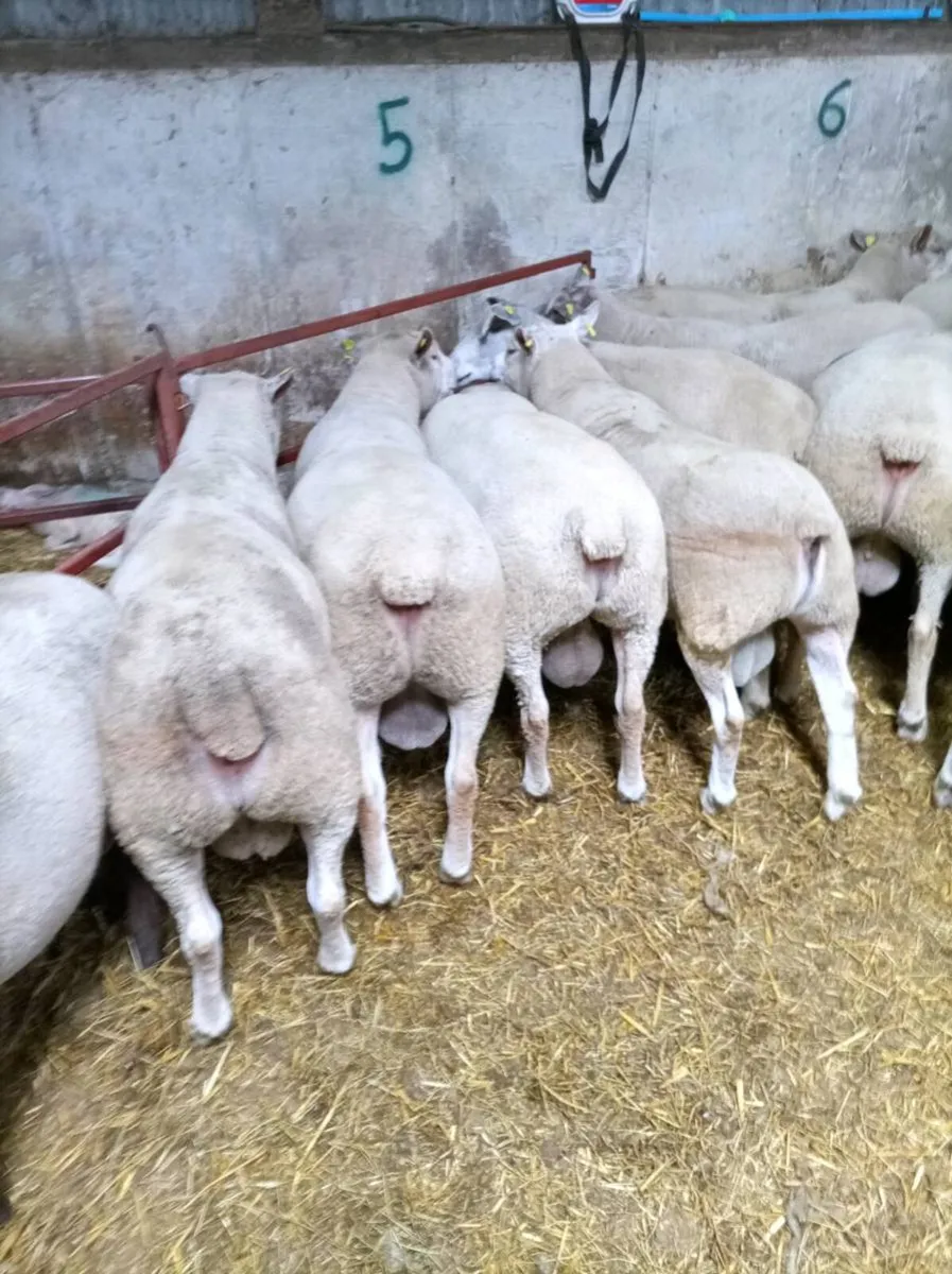 Chartex Hogget Rams - Image 1