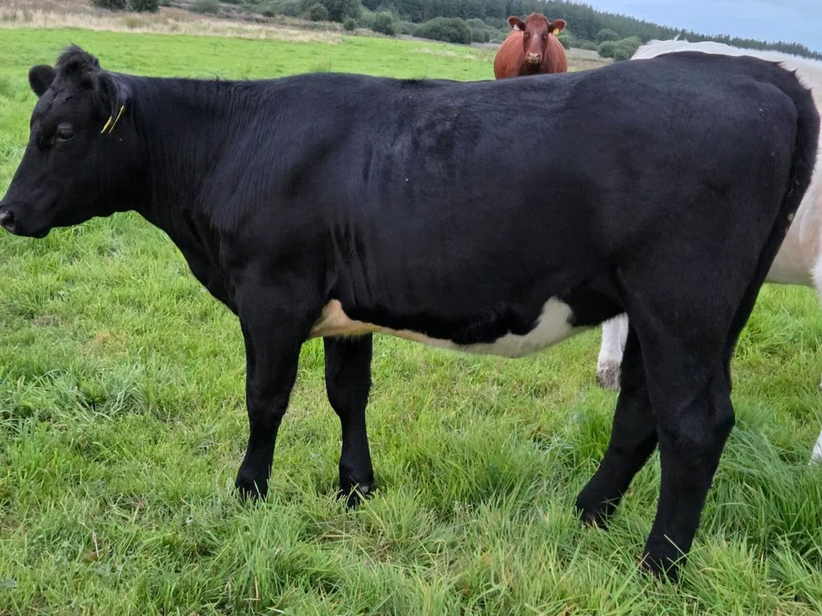 **** Black Shorthorn heifer out fresian cow **** - Image 2