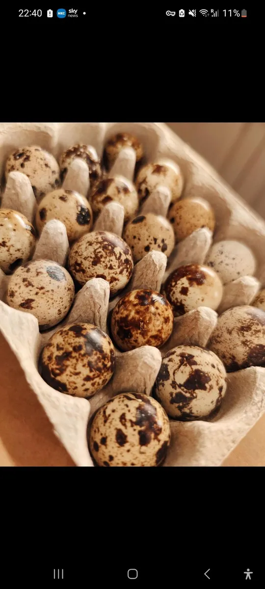 Quail eggs hatching or eating - Image 1