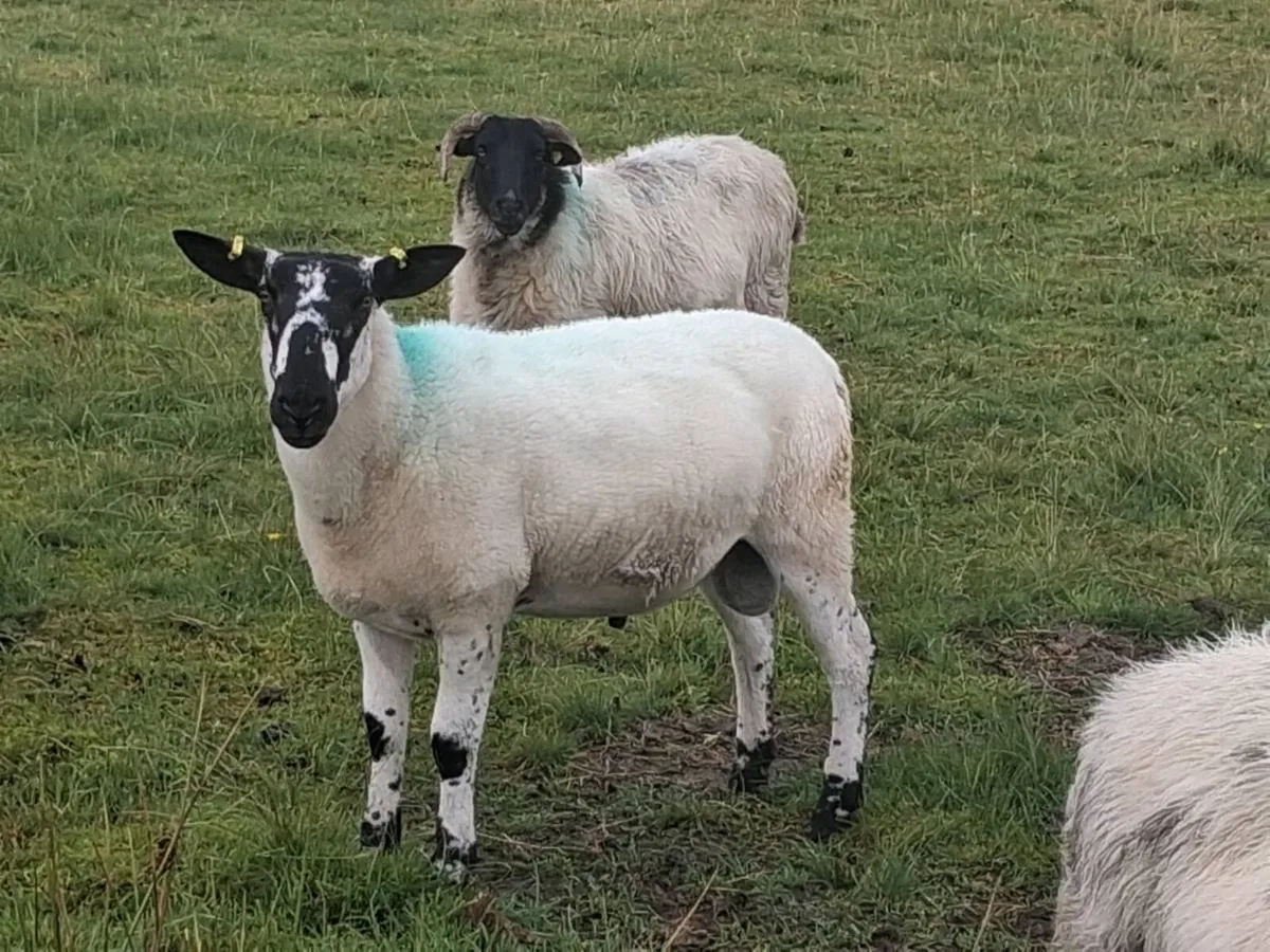 Milford ram. - Image 2