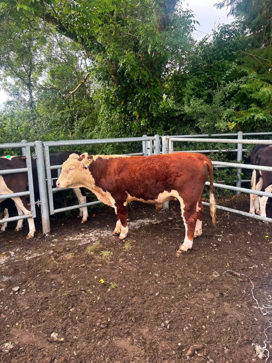 Hereford Bull - Image 1