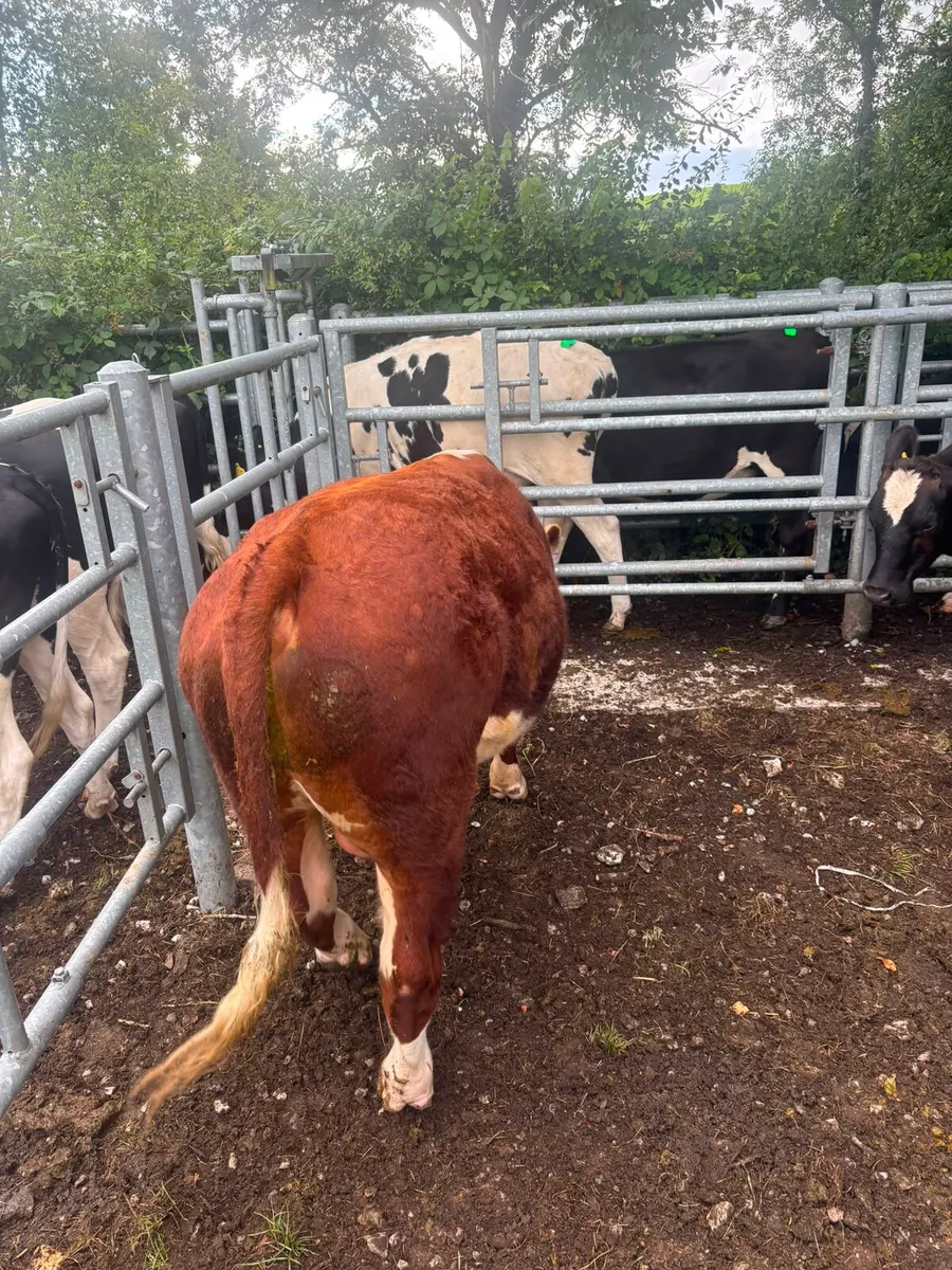 Hereford Bull - Image 2