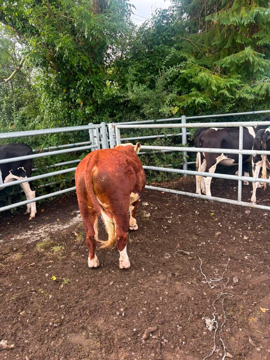 Hereford Bull - Image 3