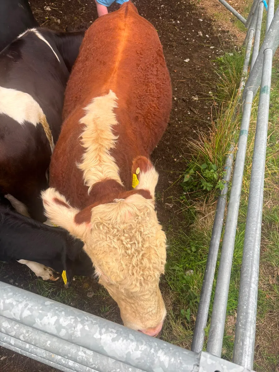 Hereford Bull - Image 4