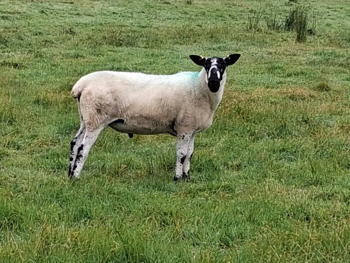 Milford ram. - Image 3