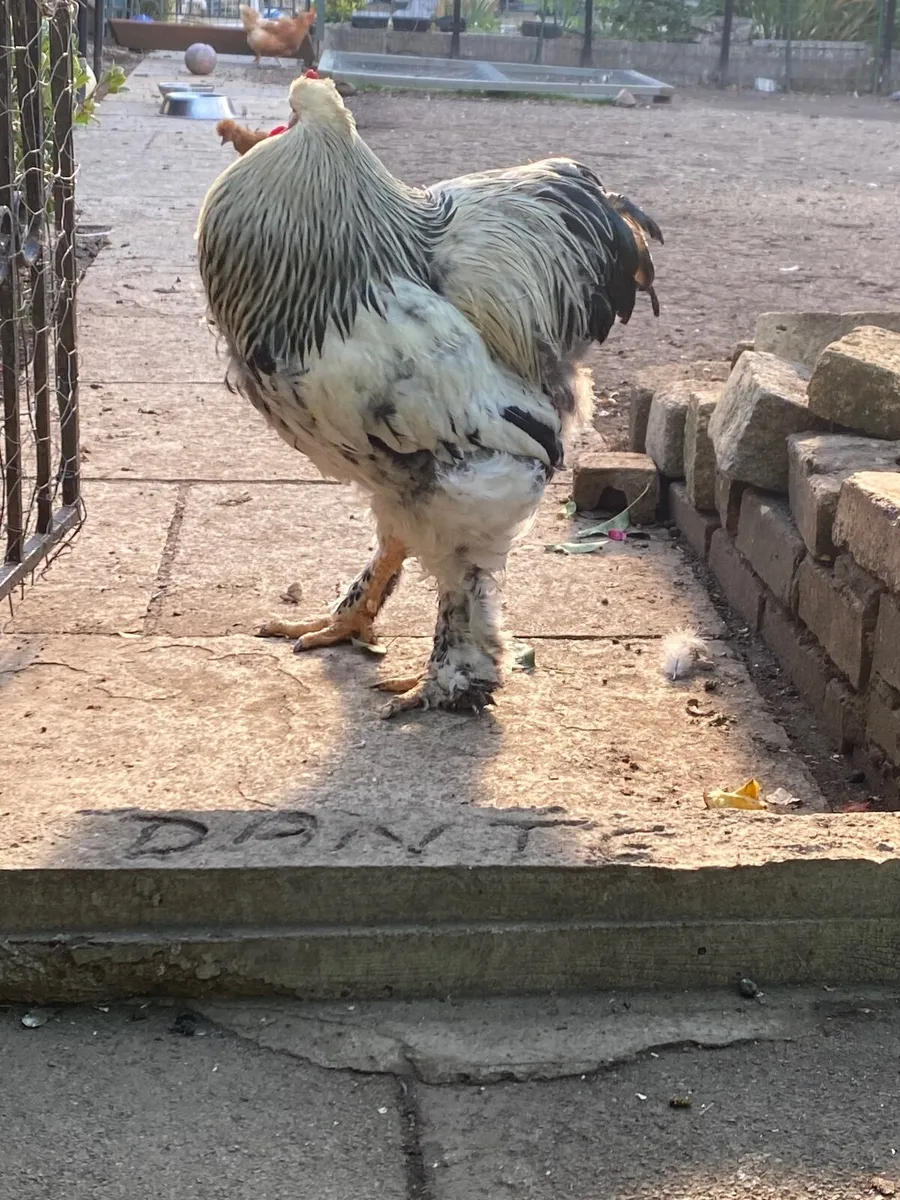 Brahma Rooster - Image 2