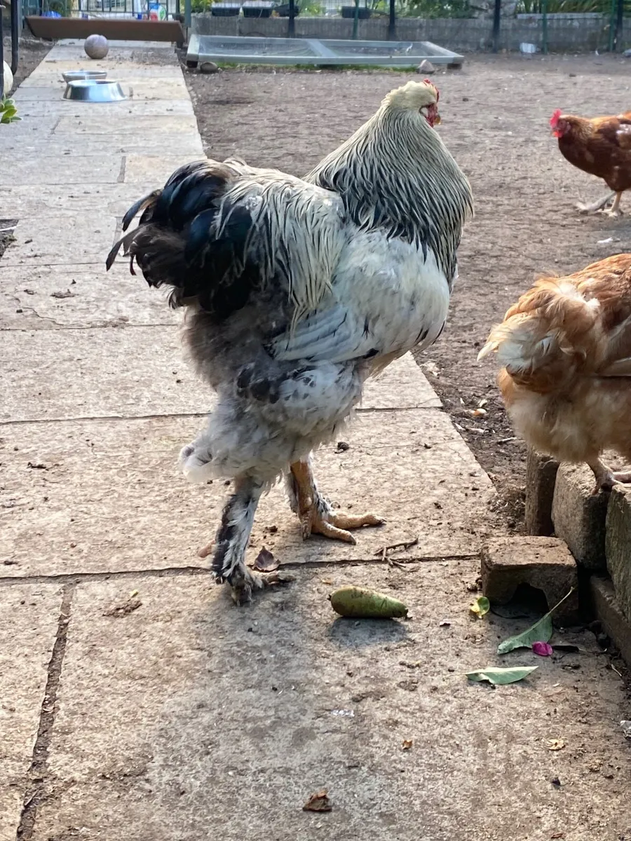 Brahma Rooster - Image 3