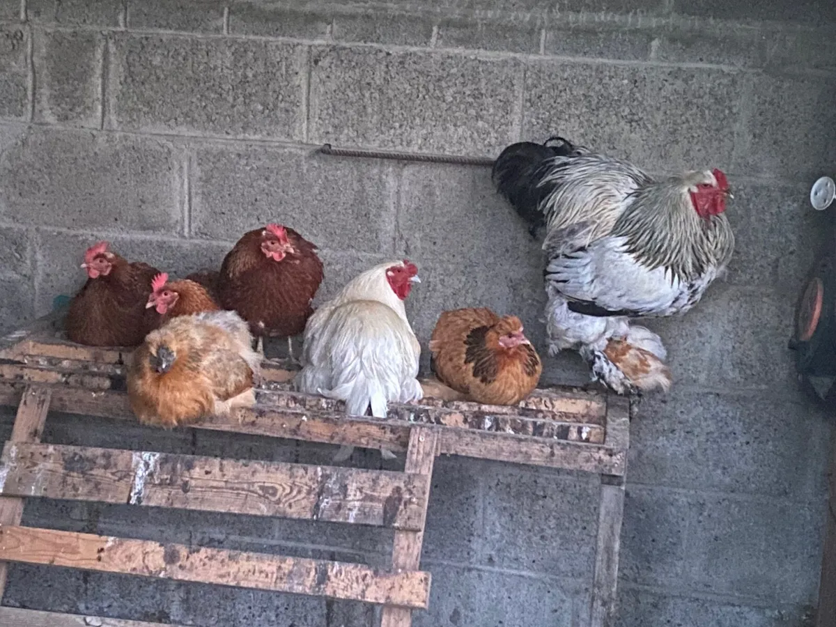 Brahma Rooster - Image 4