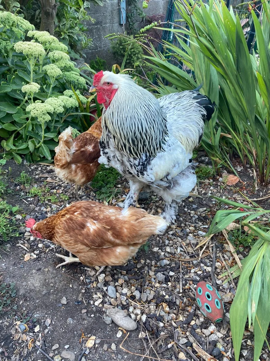 Brahma Rooster - Image 1