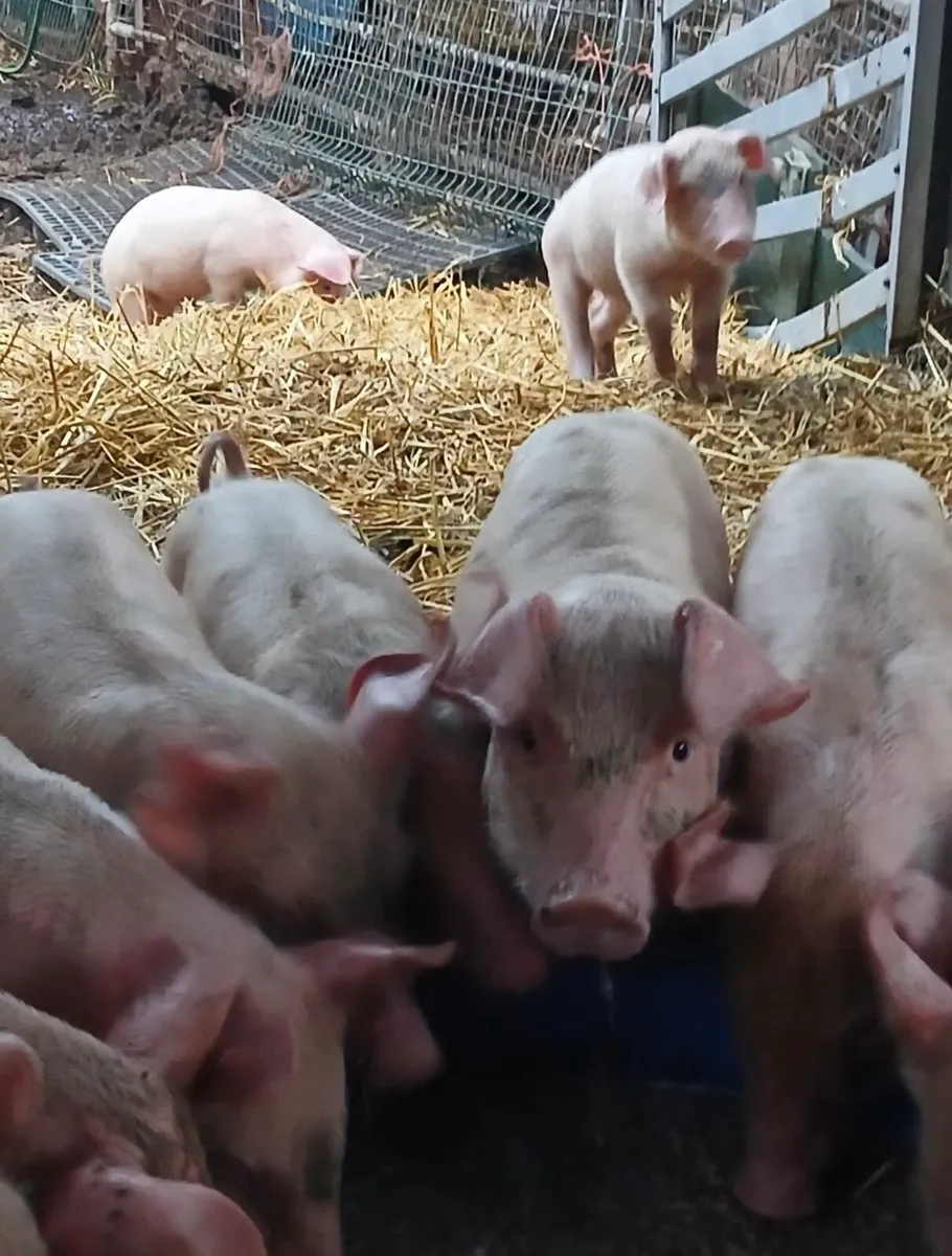 Top quality weaners - Image 1