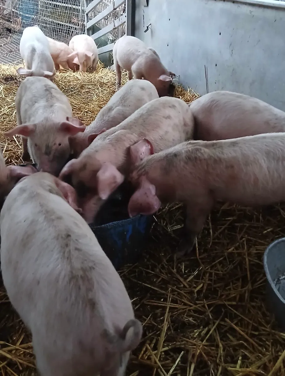 Top quality weaners - Image 2
