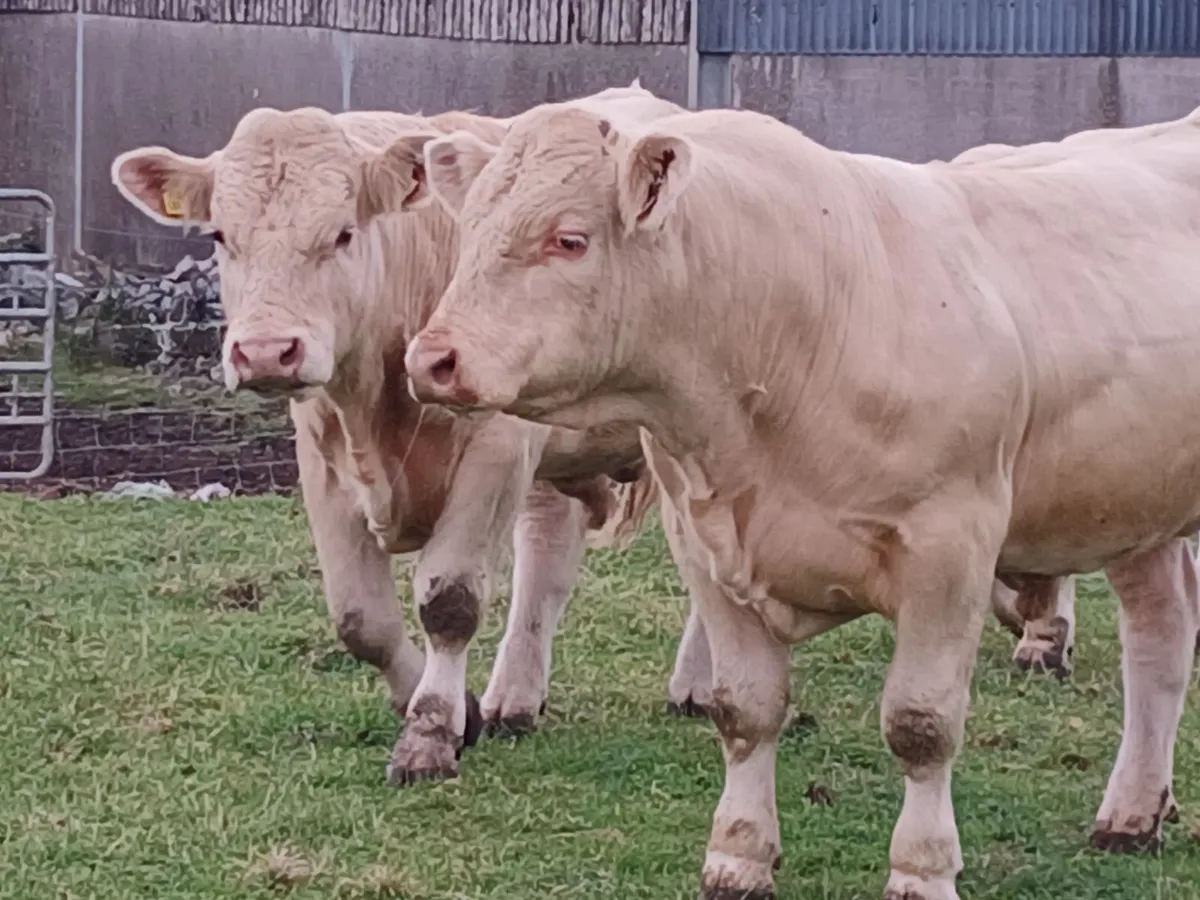 Charolais Buls - Image 2