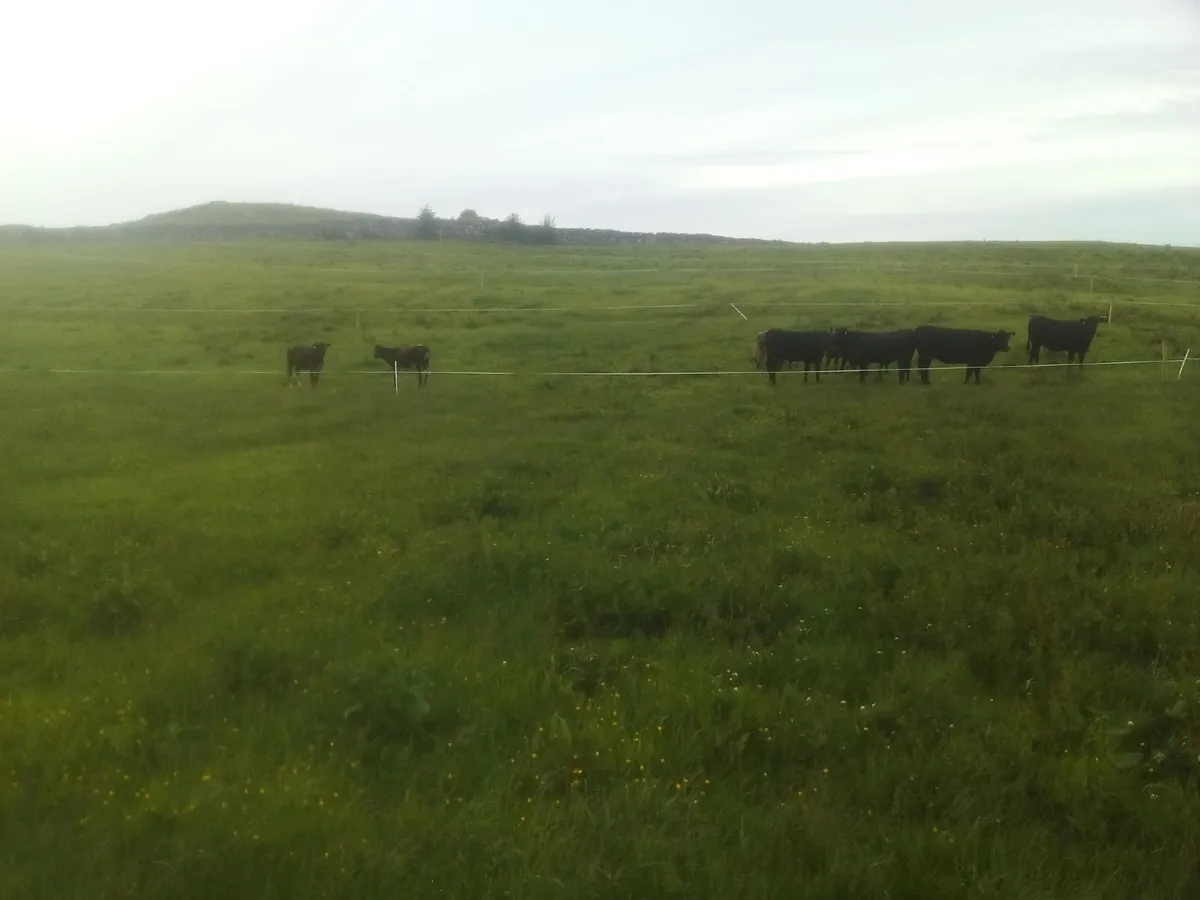 Organic Heifers - Image 1