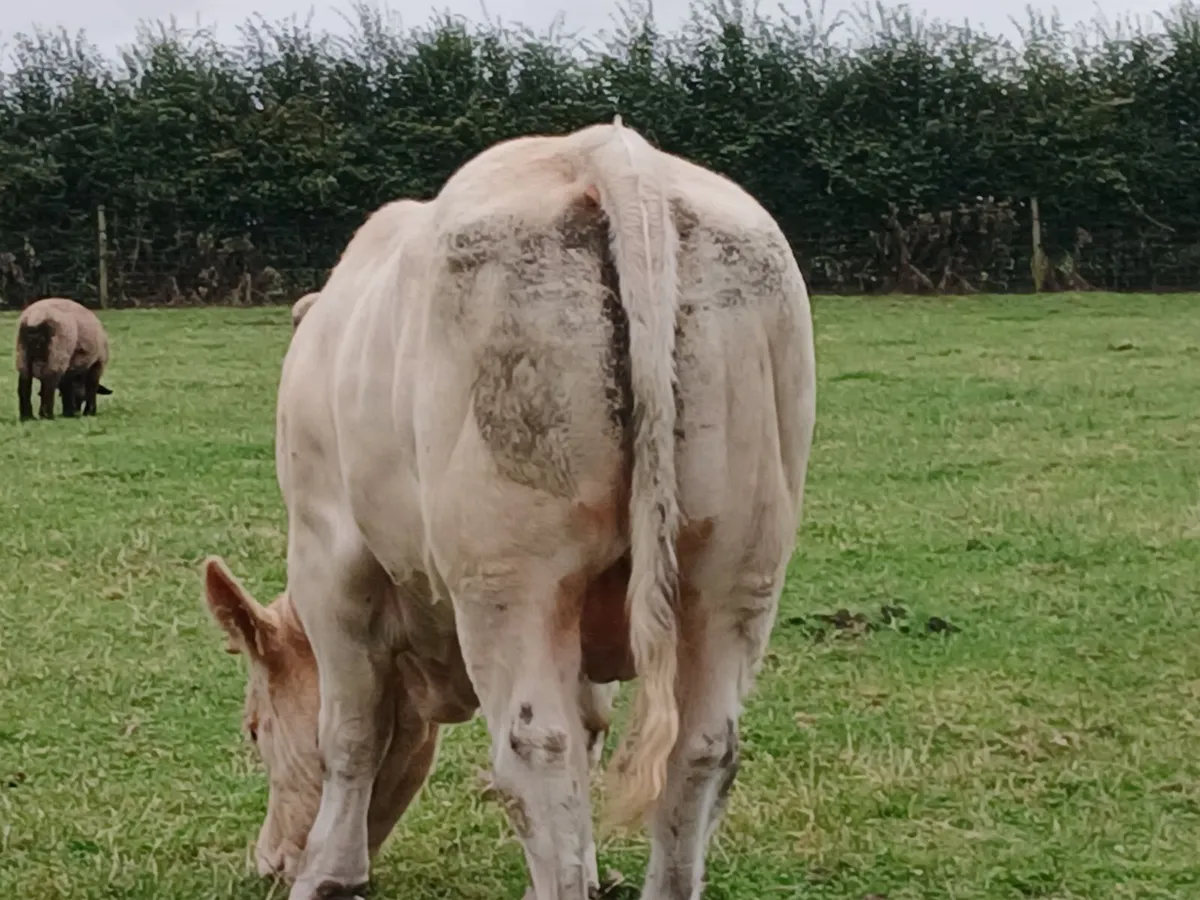 Charolais Buls - Image 4