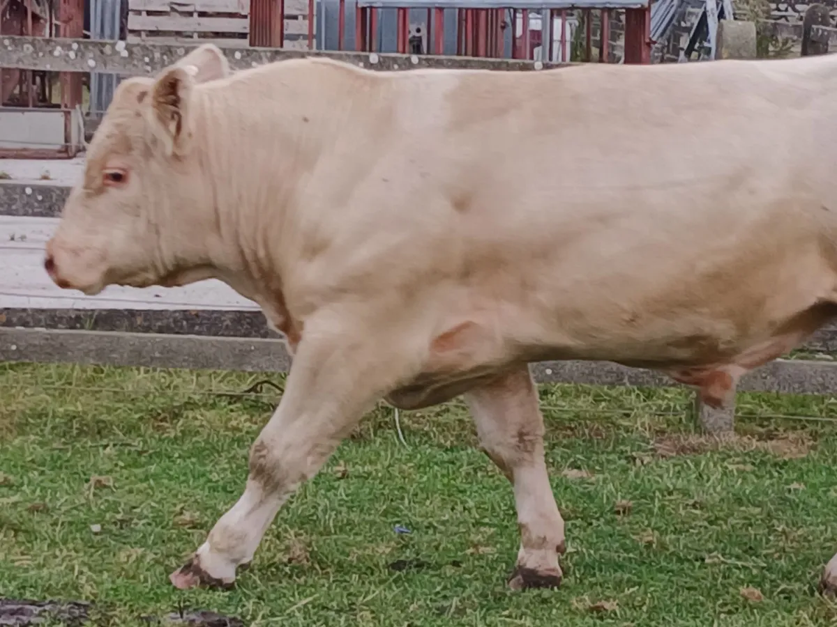 Charolais Buls - Image 3
