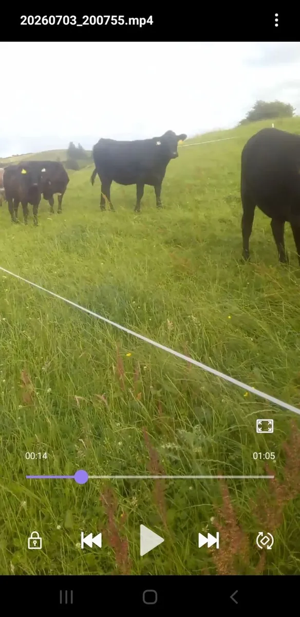 Organic Heifers - Image 2