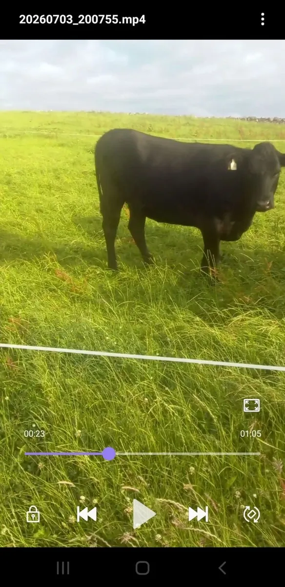 Organic Heifers - Image 4