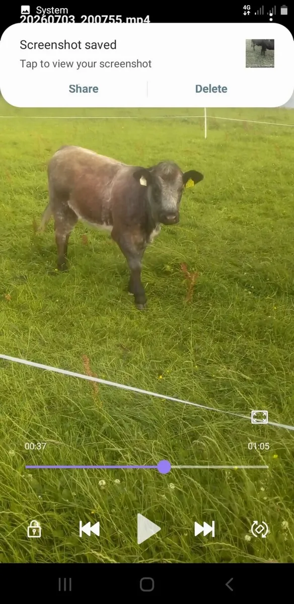 Organic Heifers - Image 3