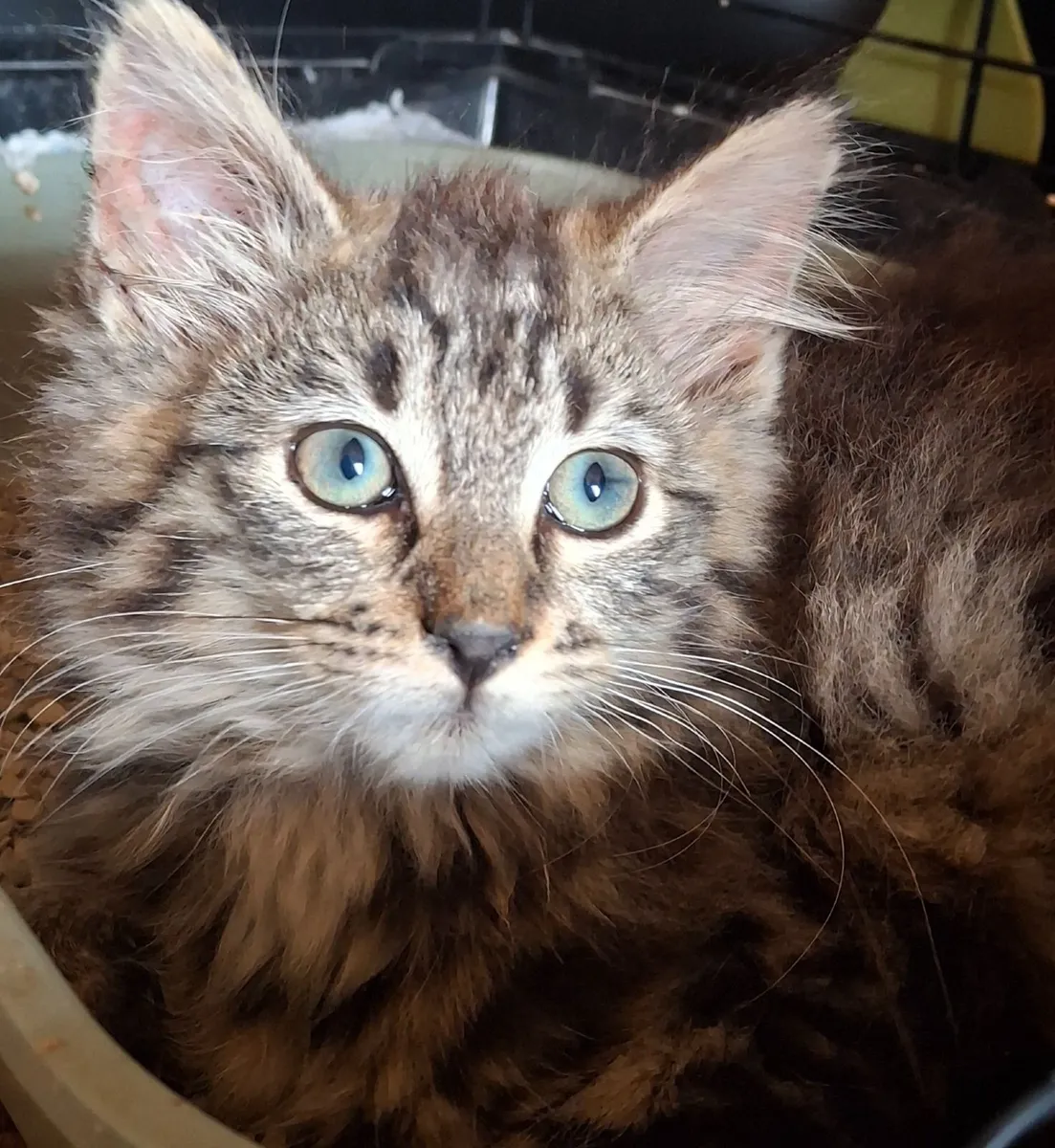 RESCUE  Kittens - Image 1