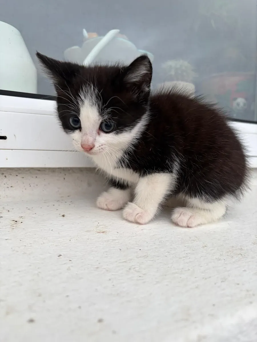 RESCUE  Kittens - Image 2