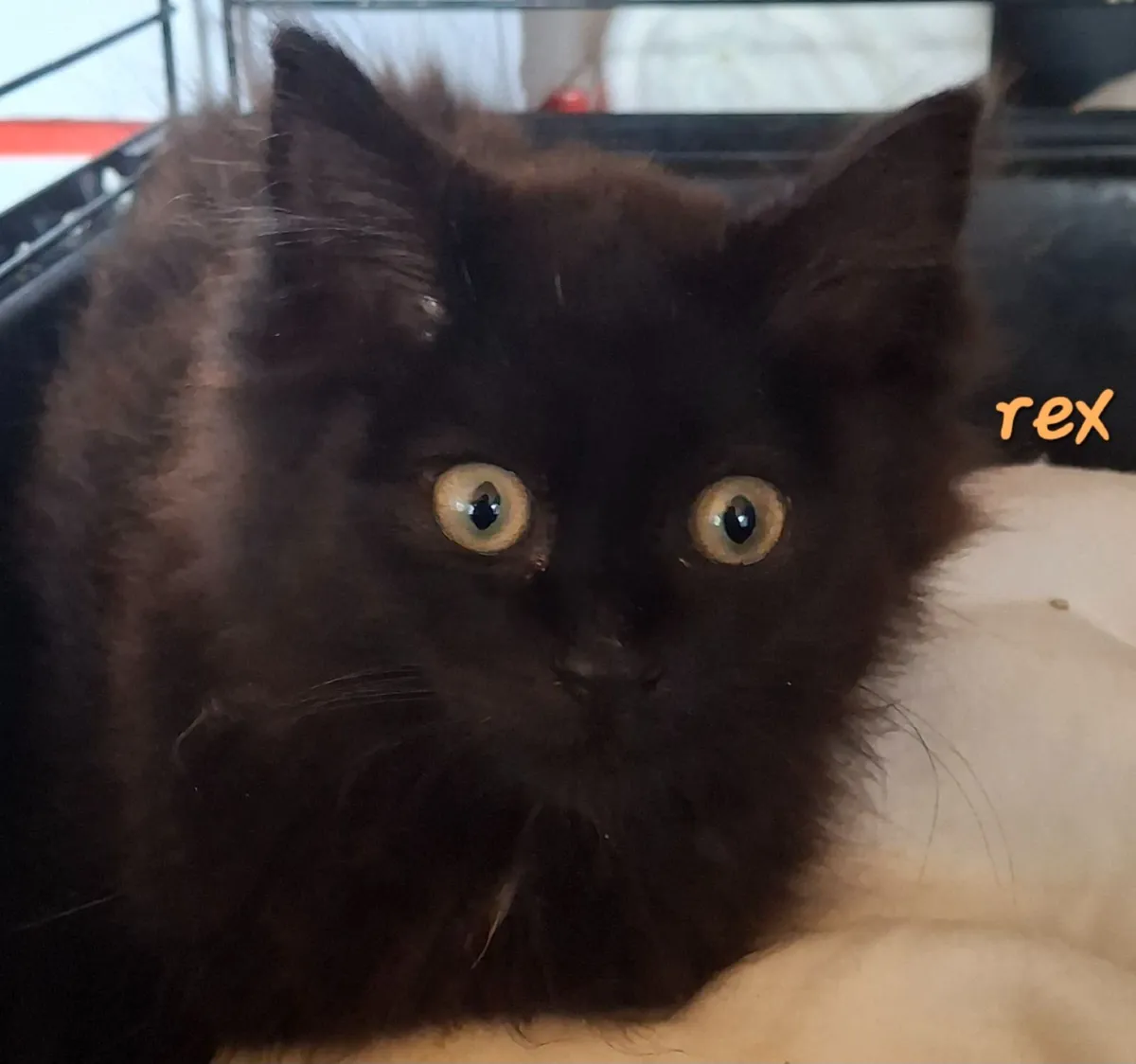 RESCUE  Kittens - Image 3
