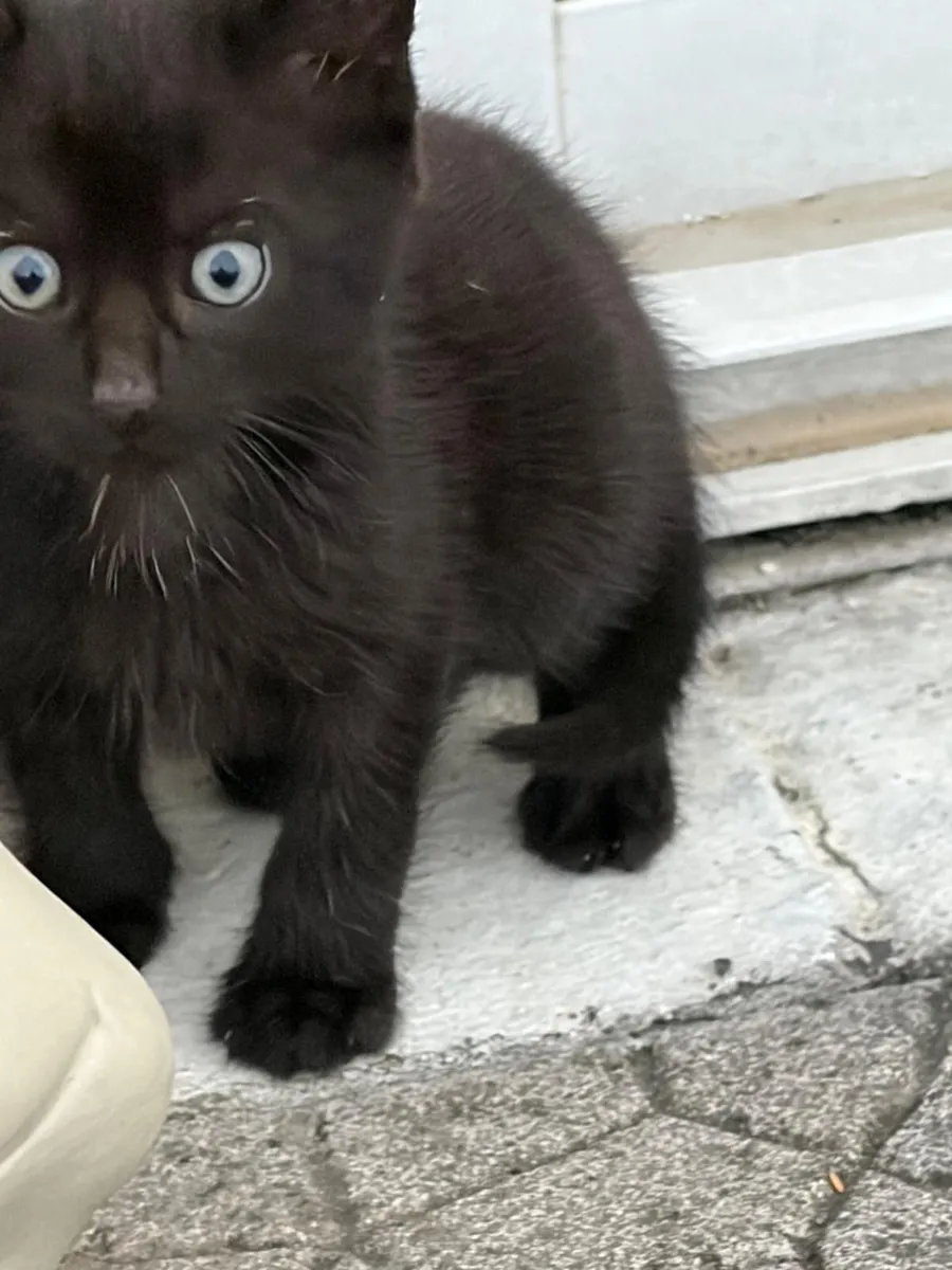 RESCUE  Kittens - Image 4
