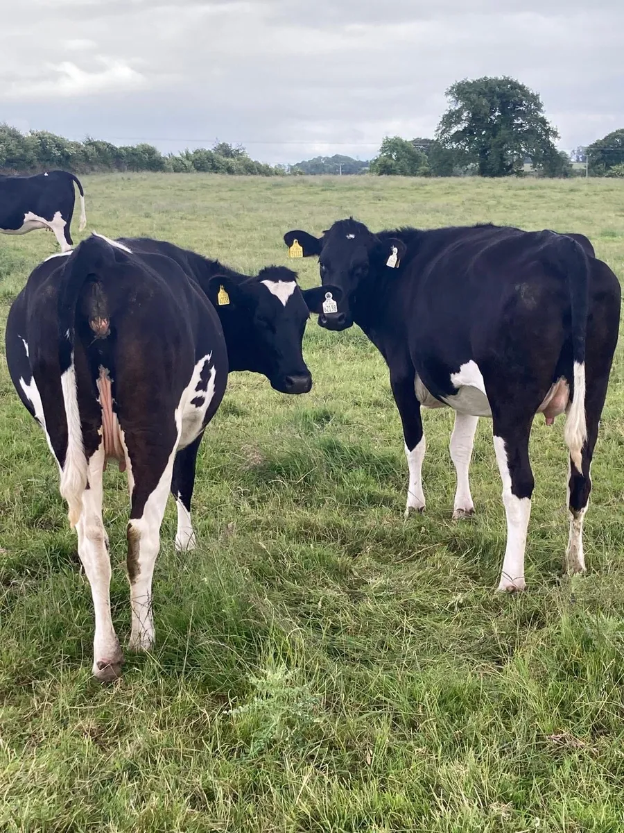 Ballybay Mart Dairy Sale 12th of August - Image 1