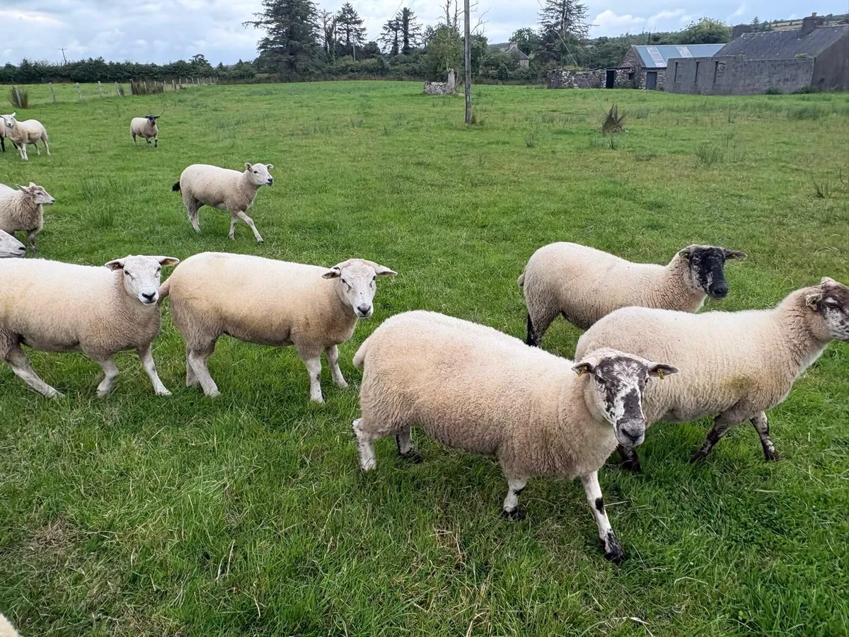 Breeding Hoggets - Image 2