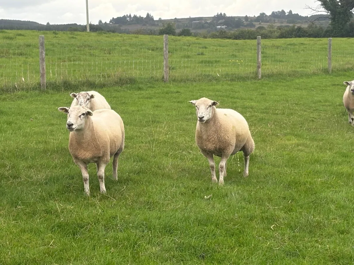 Breeding Hoggets - Image 3