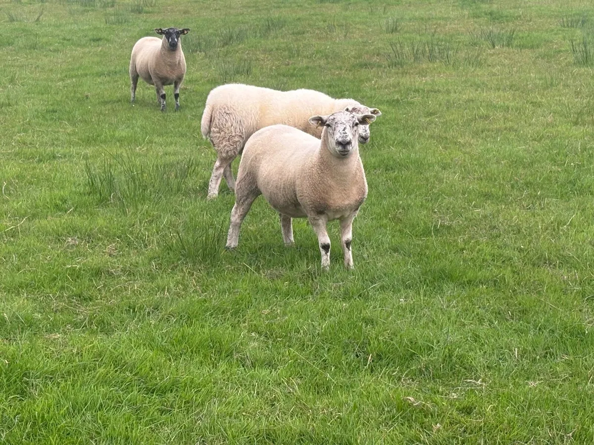 Breeding Hoggets - Image 4