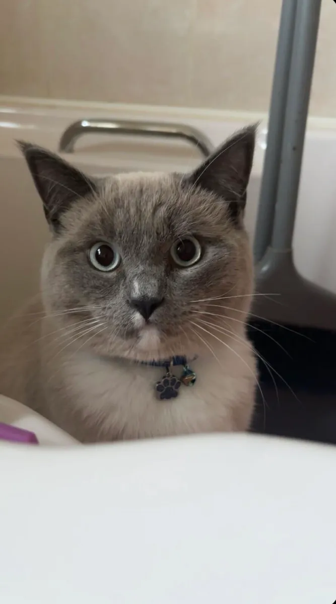Cat - Image 4