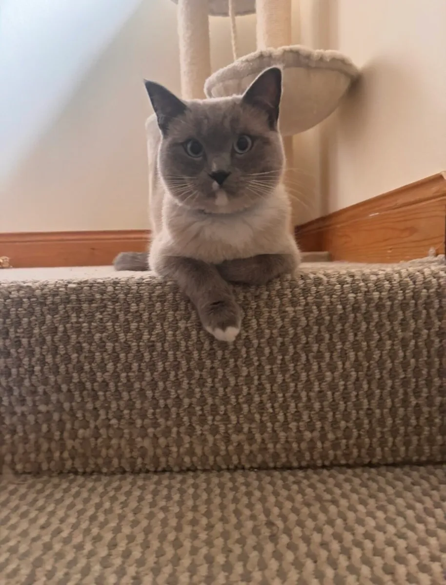 Cat - Image 3
