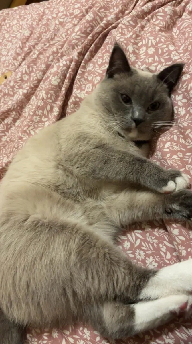 Cat - Image 2
