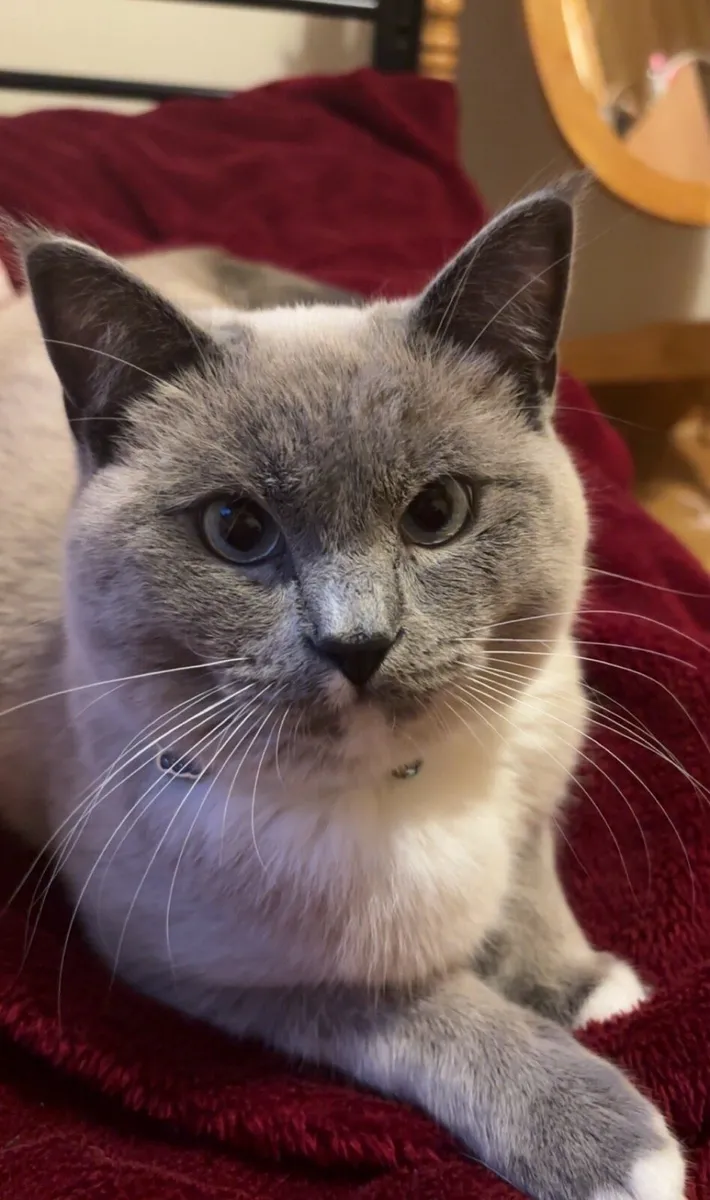 Cat - Image 1