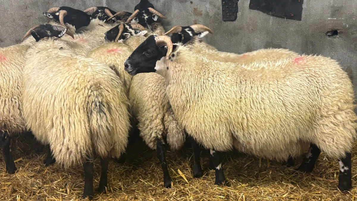 8 Super Lanark Ewe Lambs - Image 3
