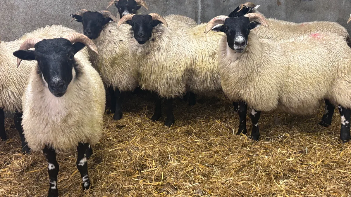 8 Super Lanark Ewe Lambs - Image 4