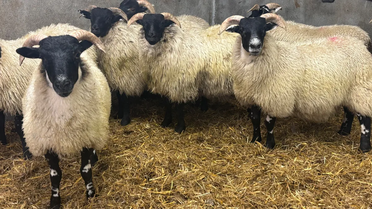 8 Super Lanark Ewe Lambs - Image 1