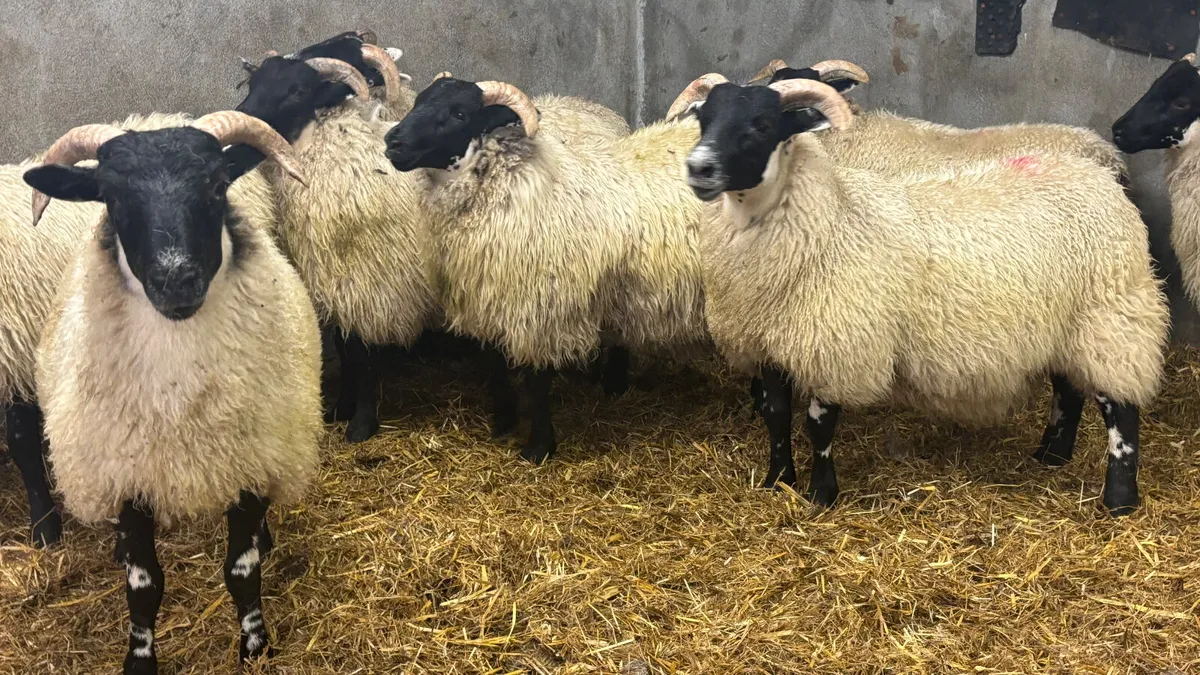 8 Super Lanark Ewe Lambs - Image 2