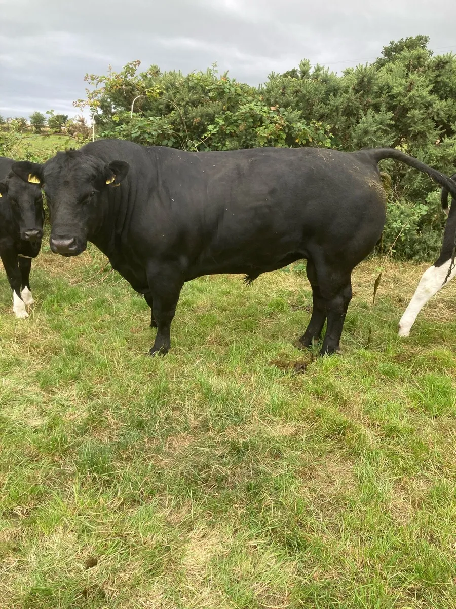Aberdeen Angus bull - Image 1
